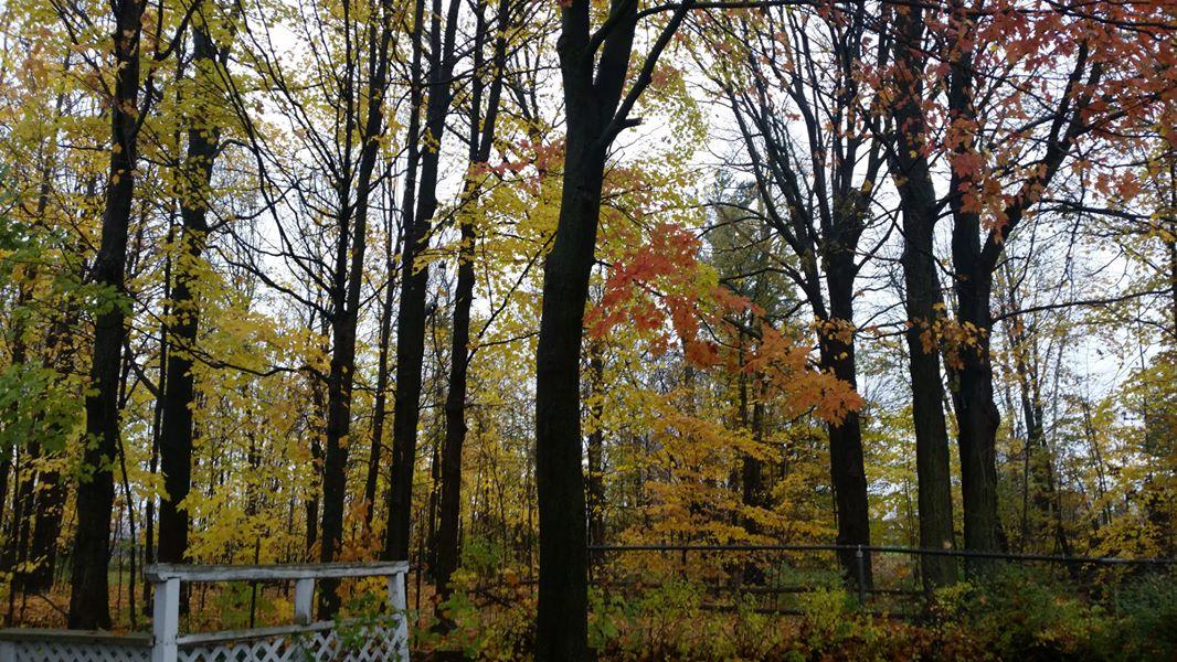 Forest trail in Nepean, Ottawa